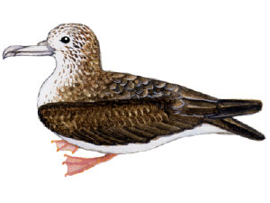 オオミズナギドリの剥製 検索結果詳細